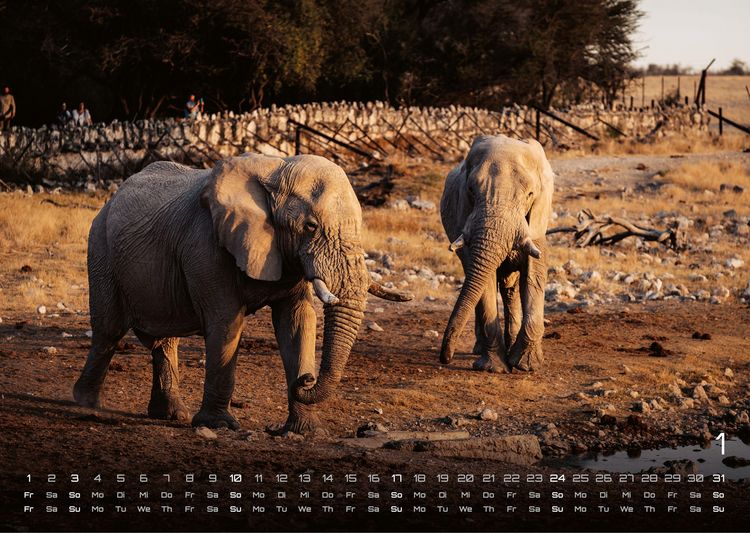 Produktbild: Elefanten - einzigartige Giganten - 2027 - Kalender DIN A3