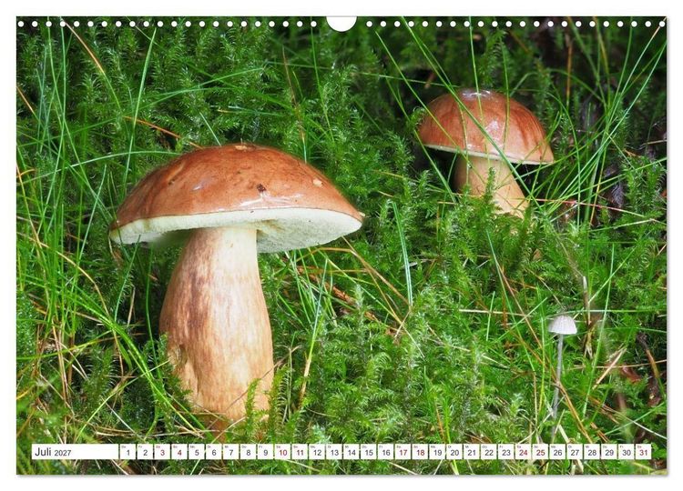 Produktbild: Pilze finden - das ganze Jahr! (Wandkalender 2027 DIN A3 quer), CALVENDO Monatskalender