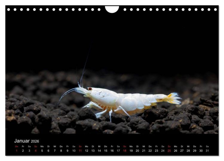Produktbild: Zwerggarnelen - gepanzerte Juwelen im Aquarium (Wandkalender 2026 DIN A4 quer), CALVENDO Monatskalender