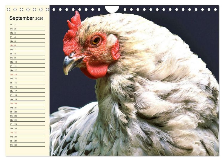 Produktbild: H&uuml;hner. Intelligent, sch&ouml;n und faszinierend (Wandkalender 2026 DIN A4 quer), CALVENDO Monatskalender