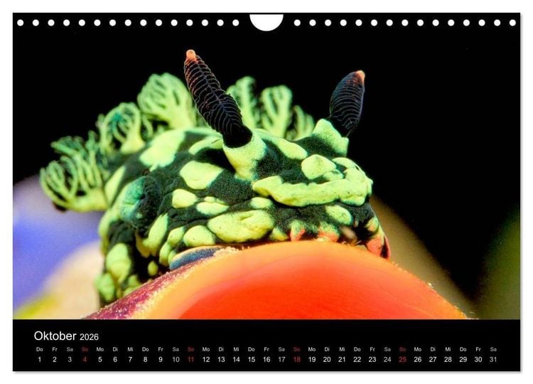 Produktbild: Faszination Makro Unterwasser (Wandkalender 2026 DIN A4 quer), CALVENDO Monatskalender
