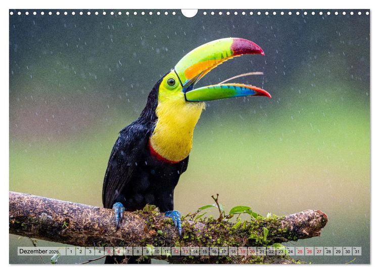 Produktbild: Phantastische Vogelwelt Costa Rica (Wandkalender 2026 DIN A3 quer), CALVENDO Monatskalender