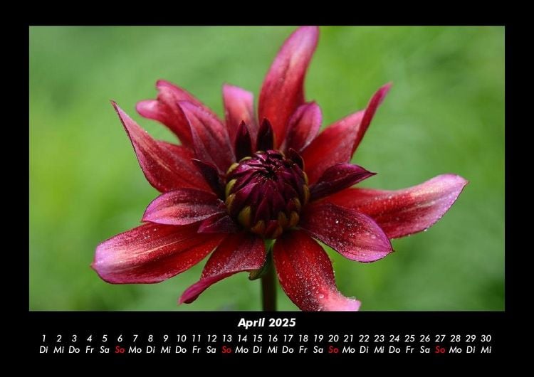 Produktbild: Pflanzen und Bl&uuml;ten 2025 Fotokalender DIN A3