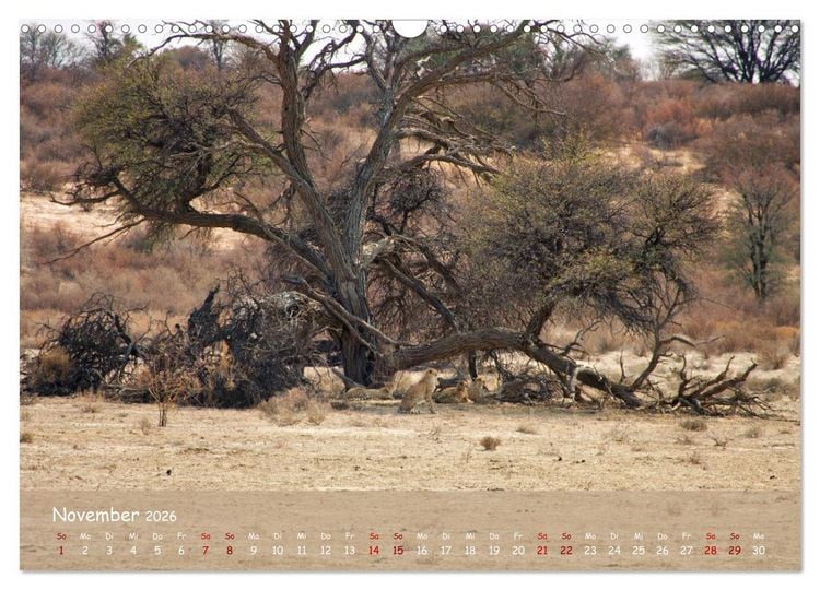 Produktbild: Kgalagadi - Fauna und Wildtiere in der Kalahari (Wandkalender 2026 DIN A3 quer), CALVENDO Monatskalender
