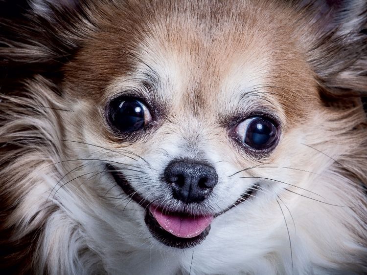 Produktbild: CALVENDO Puzzle Lachender Chihuahua | 1000 Teile Lege-Gr&ouml;&szlig;e 64x48cm Foto-Puzzle f&uuml;r gl&uuml;ckliche Stunden