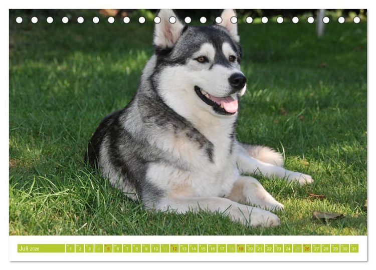 Produktbild: Siberian Husky - der Urtyp (Tischkalender 2026 DIN A5 quer), CALVENDO Monatskalender