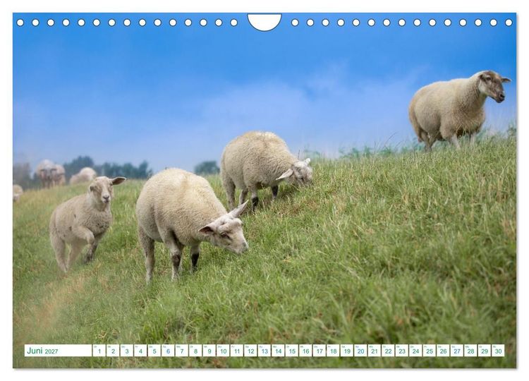 Produktbild: Schillig und Horumersiel - Im Wangerland unterwegs (Wandkalender 2027 DIN A4 quer), CALVENDO Monatskalender