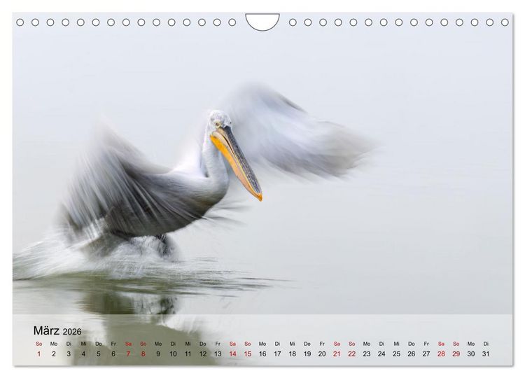 Produktbild: Krauskopfpelikane (Wandkalender 2026 DIN A4 quer), CALVENDO Monatskalender