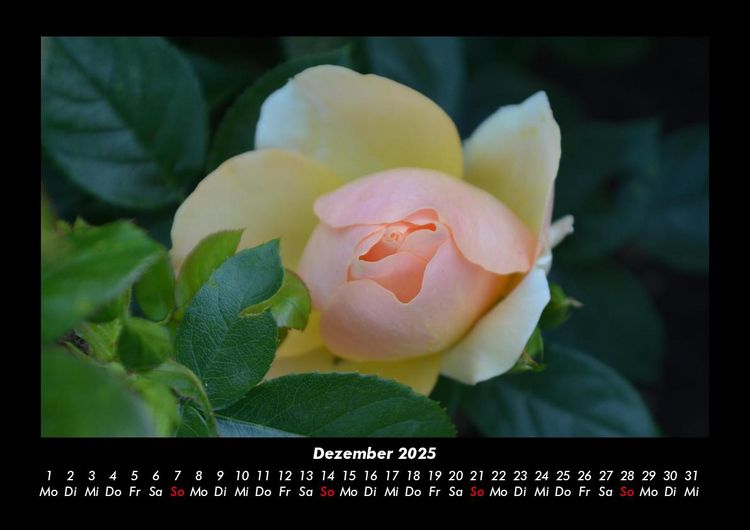 Produktbild: Blumenkalender 2025 Fotokalender DIN A3