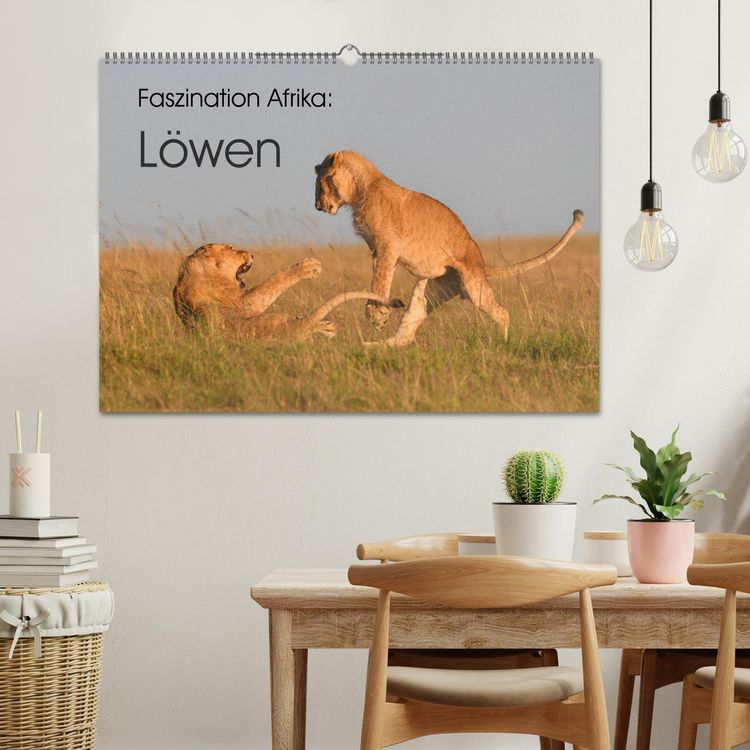 Produktbild: Faszination Afrika: L&ouml;wen (Wandkalender 2026 DIN A2 quer), CALVENDO Monatskalender