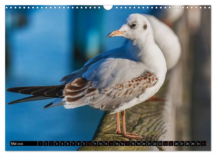 Produktbild: Entdeckungen auf der Insel R&uuml;gen (Wandkalender 2026 DIN A3 quer), CALVENDO Monatskalender