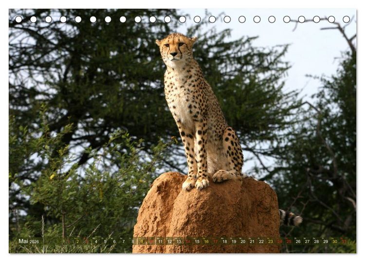 Produktbild: Geparden - Begegnungen in Afrika (Tischkalender 2026 DIN A5 quer), CALVENDO Monatskalender