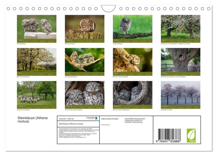 Produktbild: Steink&auml;uze (Athene noctua) (Wandkalender 2026 DIN A4 quer), CALVENDO Monatskalender