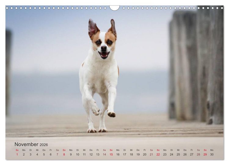 Produktbild: Hunde 2026 - Treue Begleiter (Wandkalender 2026 DIN A3 quer), CALVENDO Monatskalender