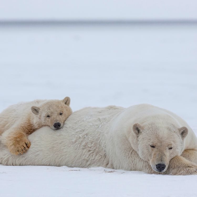 Produktbild: Eisb&auml;ren / Polar Bears 2027