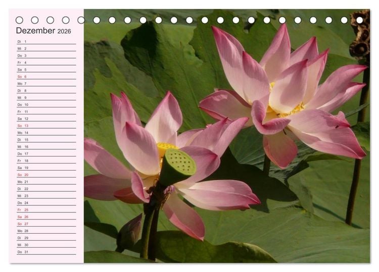 Produktbild: Lotos. Symbol f&uuml;r Reinheit und Kraft (Tischkalender 2026 DIN A5 quer), CALVENDO Monatskalender