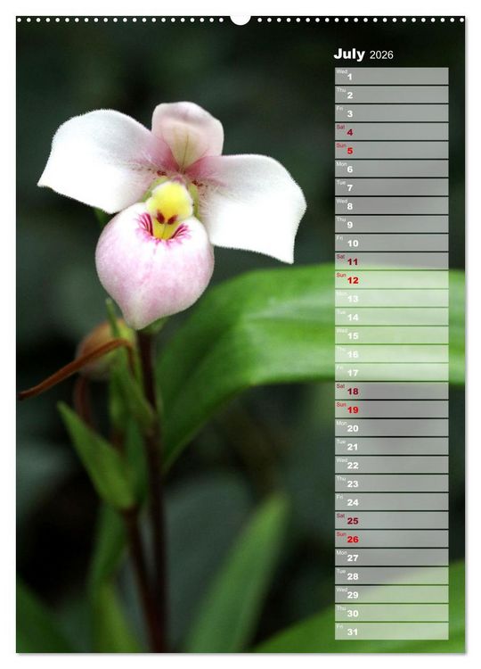 Produktbild: Orchids - Infinite Variety (Wall Calendar 2026 DIN A2 portrait), CALVENDO 12 Month Wall Calendar