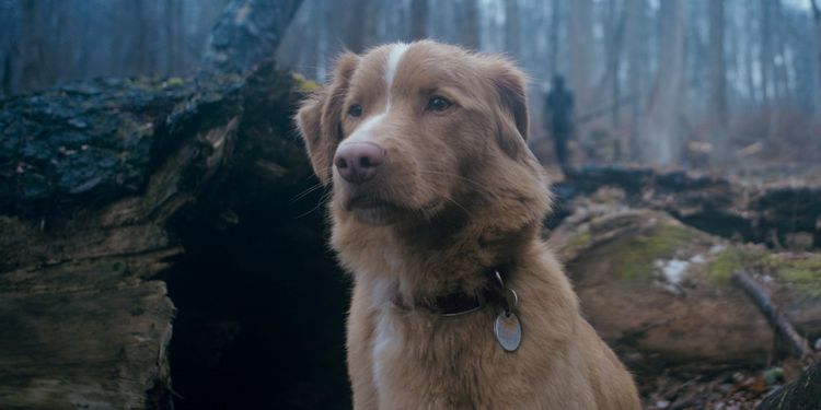 Produktbild: Good Boy - Trust his instincts