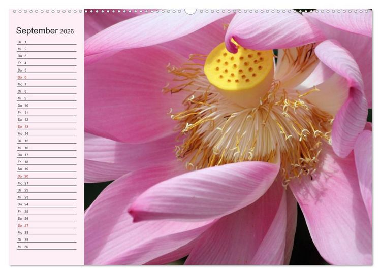 Produktbild: Lotos. Symbol f&uuml;r Reinheit und Kraft (hochwertiger Premium Wandkalender 2026 DIN A2 quer), Kunstdruck in Hochglanz