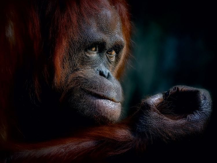Produktbild: CALVENDO Puzzle Orang Utan 1000 Teile Puzzle quer | 1000 Teile Lege-Gr&ouml;&szlig;e 64 &times; 48 cm Foto-Puzzle f&uuml;r gl&uuml;ckliche Stunden