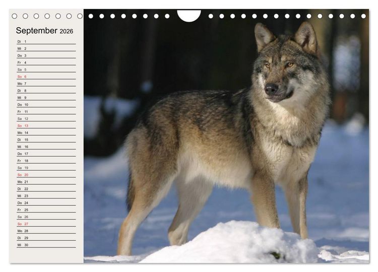 Produktbild: W&ouml;lfe. Verwegene Anmut (Wandkalender 2026 DIN A4 quer), CALVENDO Monatskalender