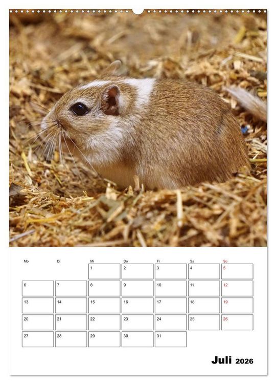 Produktbild: Lustige Rennm&auml;use (Wandkalender 2026 DIN A2 hoch), CALVENDO Monatskalender