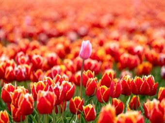 Produktbild: CALVENDO Puzzle Stolze Fehlfarbe auf dem Tulpenfeld in Julianadorp | 1000 Teile Lege-Gr&ouml;&szlig;e 64x48cm Foto-Puzzle f&uuml;r gl&uuml;ckliche Stunden