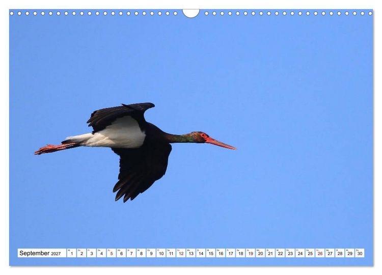 Produktbild: V&ouml;gel in der Extremadura (Wandkalender 2027 DIN A3 quer), CALVENDO Monatskalender