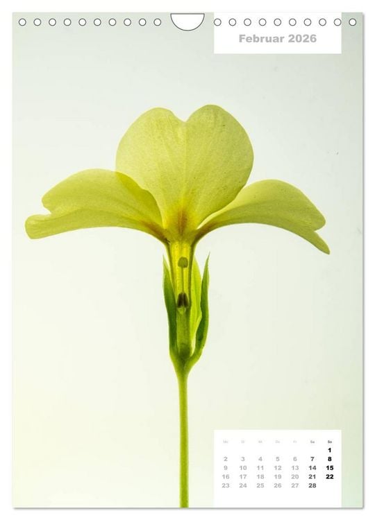 Produktbild: Schnittblumen 2026 (Wandkalender 2026 DIN A4 hoch), CALVENDO Monatskalender