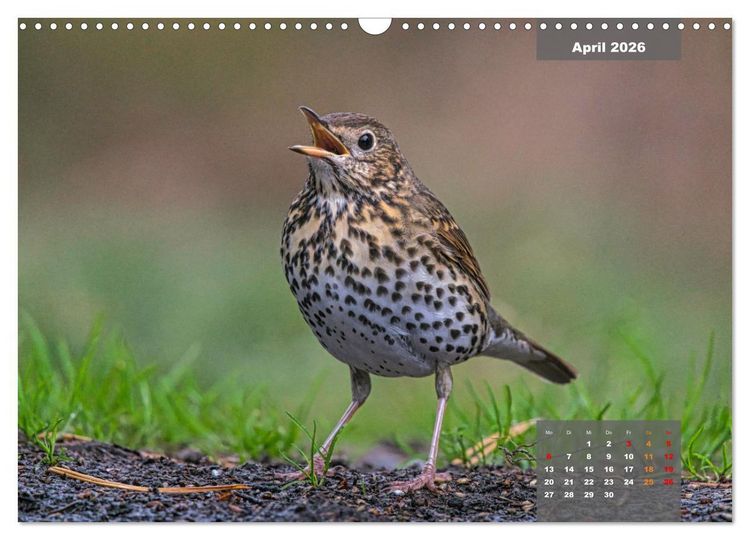 Produktbild: SINGV&Ouml;GEL - Die pr&auml;chtigen S&auml;nger in sch&ouml;nem Ambiente (Wandkalender 2026 DIN A3 quer), CALVENDO Monatskalender