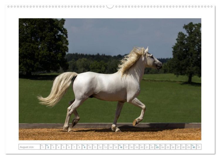Produktbild: Wei&szlig;e Pferde der Camargue in Bayern (hochwertiger Premium Wandkalender 2026 DIN A2 quer), Kunstdruck in Hochglanz