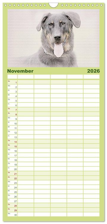 Produktbild: Familienplaner 2026 - Franz&ouml;sische Hirtenhunde 2026 mit 5 Spalten (Wandkalender, 21 x 45 cm) CALVENDO