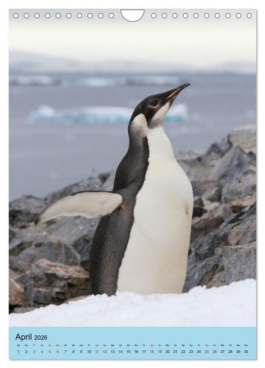 Produktbild: Antarktis - Das Gebiet der Pinguine (Wandkalender 2026 DIN A4 hoch), CALVENDO Monatskalender