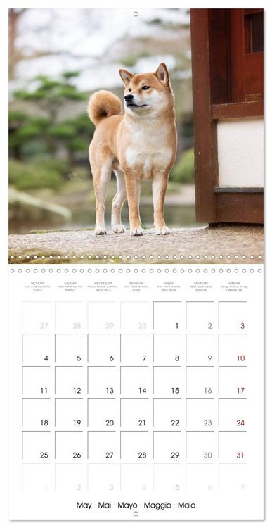 Produktbild: Little Samurais - The Shiba Inu (Wall Calendar 2026 12 &times; 12 Inch) CALVENDO 12 Month Wall Calendar