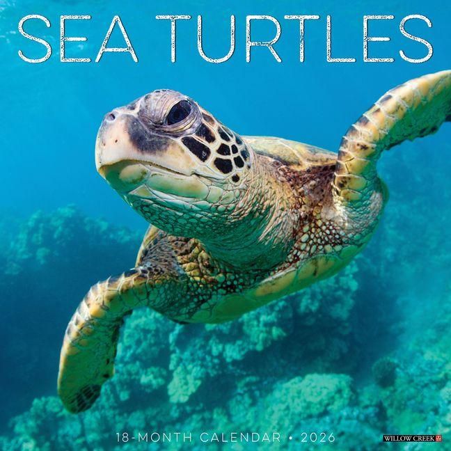Produktbild: Sea Turtles 2026 Wall Calendar