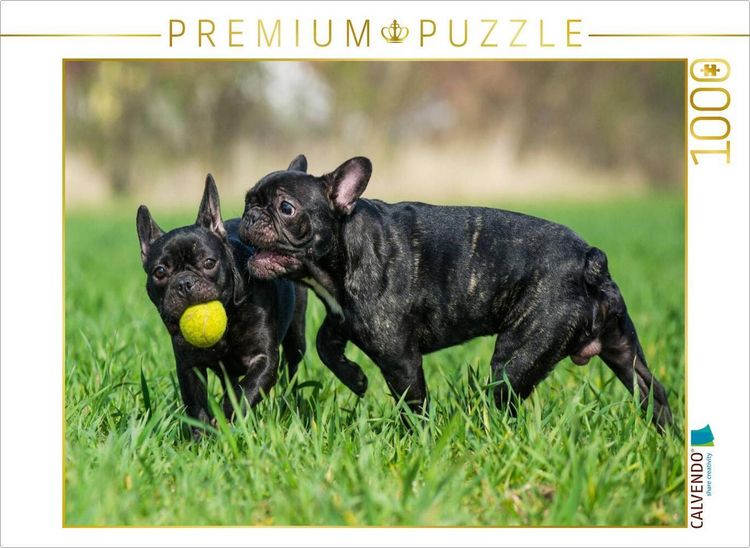 Produktbild: CALVENDO Puzzle Franz&ouml;sische Bulldogge - Welpen beim Spiel | 1000 Teile Lege-Gr&ouml;&szlig;e 64x48cm Foto-Puzzle f&uuml;r gl&uuml;ckliche Stunden