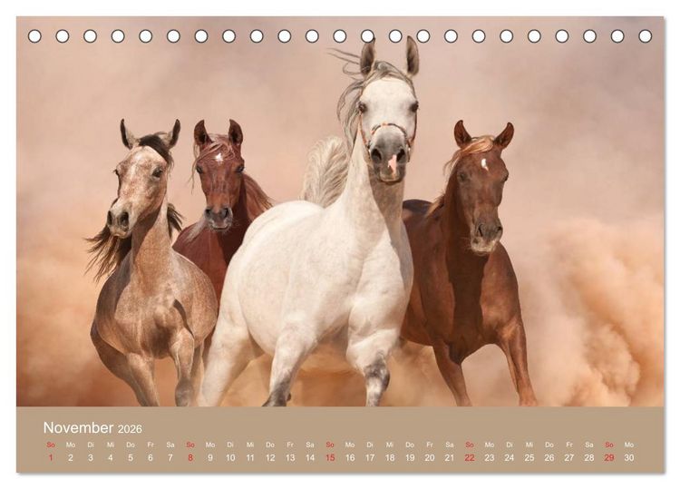 Produktbild: Pferde &bull; Araber im W&uuml;stensand (Tischkalender 2026 DIN A5 quer), CALVENDO Monatskalender