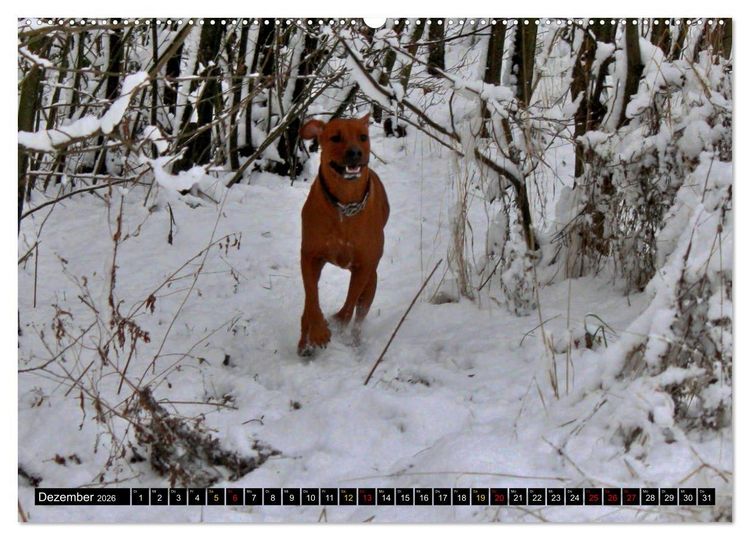 Produktbild: Rhodesian Ridgeback, Pure Lebensfreude (hochwertiger Premium Wandkalender 2026 DIN A2 quer), Kunstdruck in Hochglanz