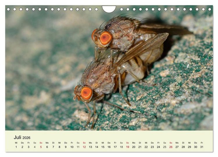 Produktbild: Insekten. Faszinierend und wichtig (Wandkalender 2026 DIN A4 quer), CALVENDO Monatskalender
