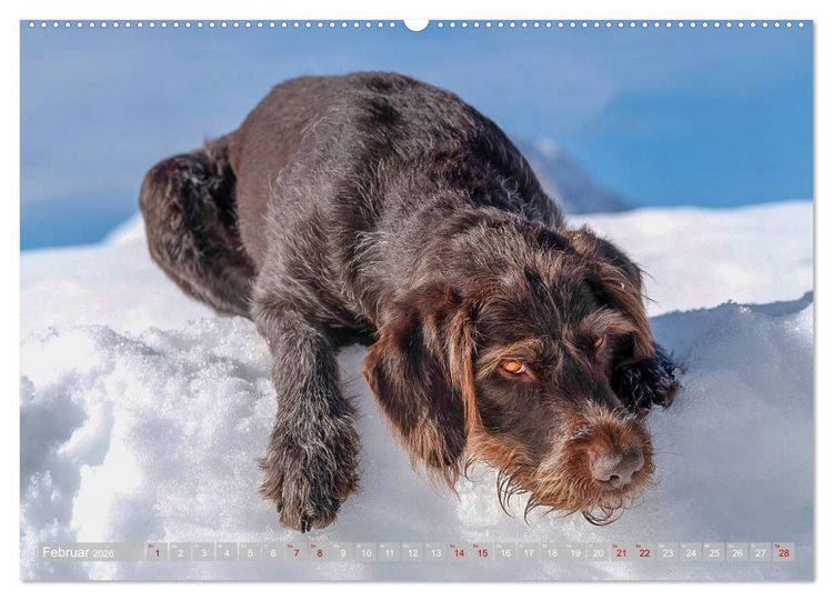 Produktbild: Deutsch Drahthaar - Ein Jahr mit Max (Wandkalender 2026 DIN A2 quer), CALVENDO Monatskalender