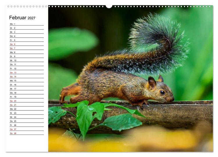 Produktbild: Costa Rica &ndash; Tierparadies im Regenwald (Wandkalender 2027 DIN A2 quer), CALVENDO Monatskalender