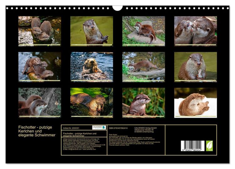 Produktbild: Fischotter - putzige Kerlchen und elegante Schwimmer (Wandkalender 2026 DIN A3 quer), CALVENDO Monatskalender