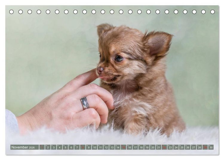 Produktbild: Chihuahua-Babys - Amy und Angel im Studio (Tischkalender 2026 DIN A5 quer), CALVENDO Monatskalender