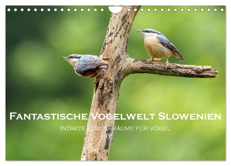 Produktbild: Fantastische Vogelwelt Slowenien (Wandkalender 2026 DIN A4 quer), CALVENDO Monatskalender