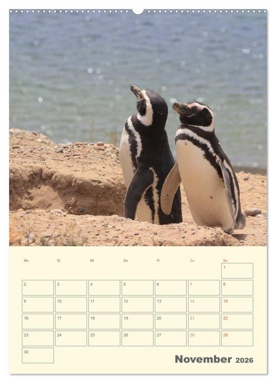 Produktbild: Mit Pinguinen durch das Jahr (Wandkalender 2026 DIN A2 hoch), CALVENDO Monatskalender