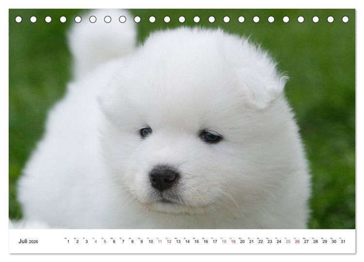 Produktbild: Samojeden Welpen (Tischkalender 2026 DIN A5 quer), CALVENDO Monatskalender