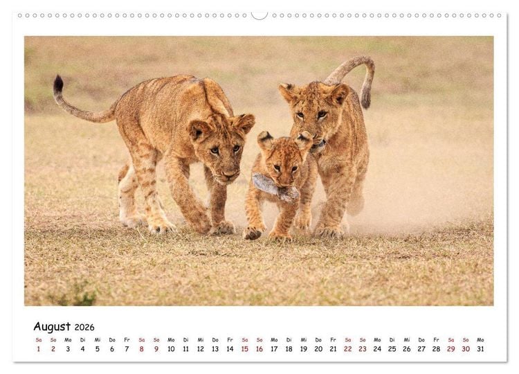 Produktbild: Tierparadies Kenia (Wandkalender 2026 DIN A2 quer), CALVENDO Monatskalender