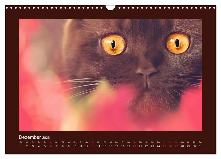 Produktbild: Britisch Kurzhaar Katzen - Poesie f&uuml;rs Auge (Wandkalender 2026 DIN A3 quer), CALVENDO Monatskalender