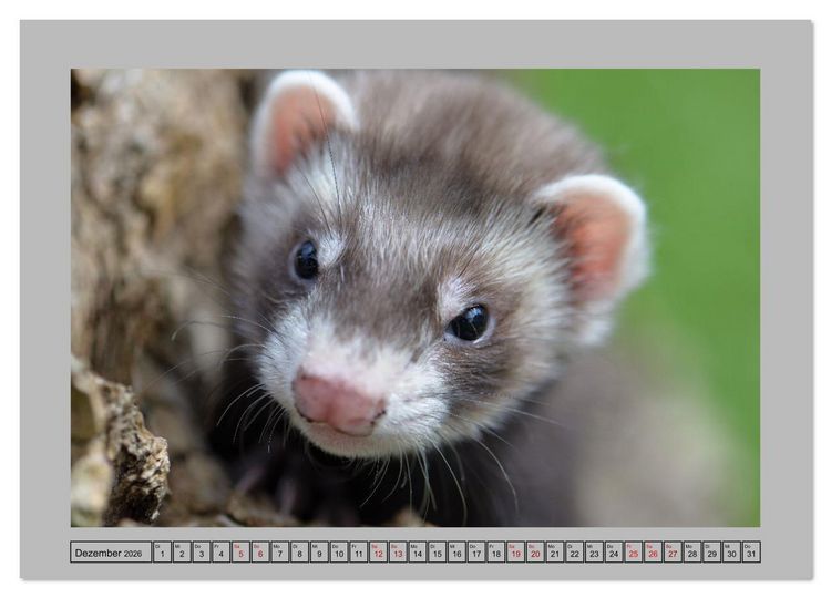 Produktbild: Frettchen - Freche Kobolde (Wandkalender 2026 DIN A3 quer), CALVENDO Monatskalender