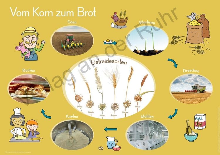 Produktbild: 6 A1-Merk-Poster f&uuml;r den Sachunterricht &ndash; Jahreskreis, K&ouml;rper, Waldtiere, Epochen, Kontinente, vom Korn zum Brot